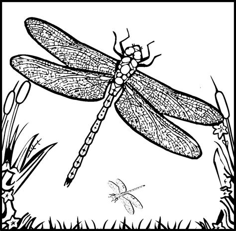 Dragonfly coloring pages are a fun way for kids of all ages to develop creativity, focus, motor skills and color recognition. sketch | Detailed coloring pages, Fairy coloring pages ...