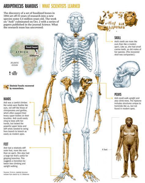 440 Ideas De Evolucion Humana Evolución Humana Prehistoria Arqueología