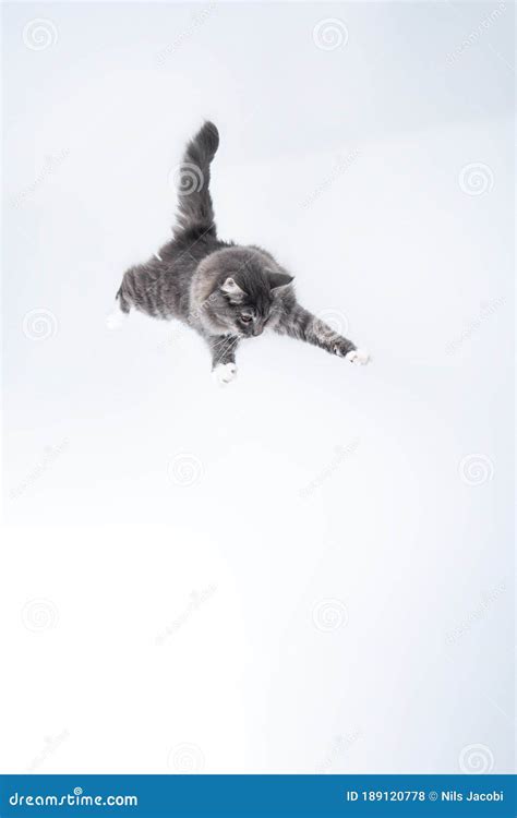 Mid Air Shot Of Jumping Cat Stock Photo Image Of Feline Pets 189120778