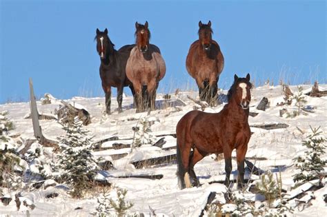 A Game Changer For Managing Wild Horses In Alberta Horse Journals