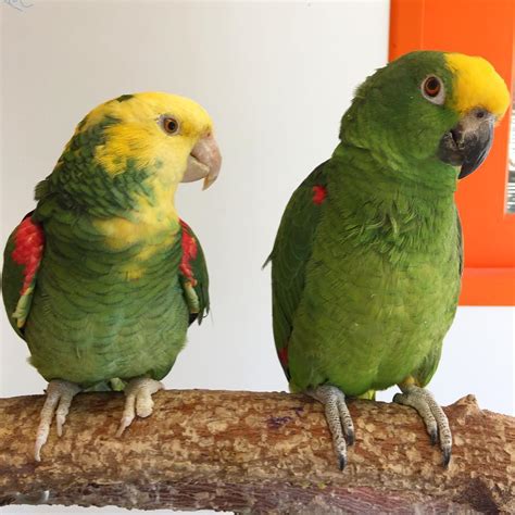 Amazon Parrots for Sale - Exotic Pet Birds Inc.