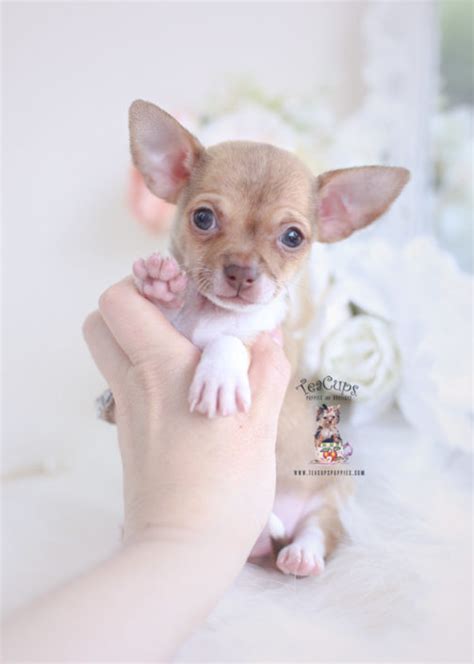 Teacup Chihuahuas And Chihuahua Puppies For Sale By