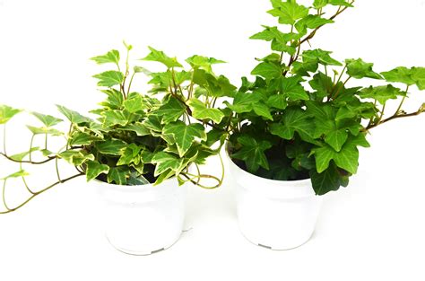 2 English Ivy Variety Pack Live House Plant Free Care Guide 4