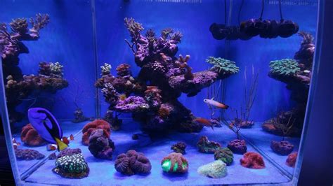 Beautiful Nano Reef Tank Display From Greece Under Atlantik Compact •orphek