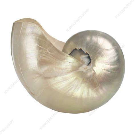 Polished Chambered Nautilus Shell Stock Image F0121098 Science