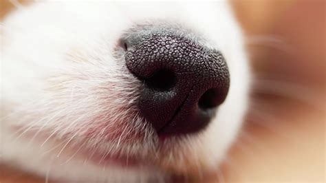 Why Are Dogs Sense Of Smell So Strong
