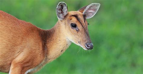 How And Where To Spot Muntjac Deer In Harrow London