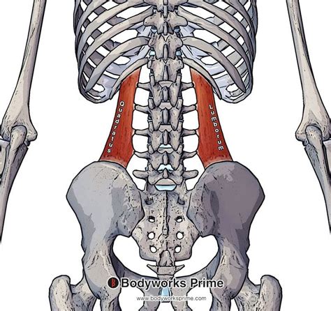 Quadratus Lumborum Muscle Anatomy Bodyworks Prime