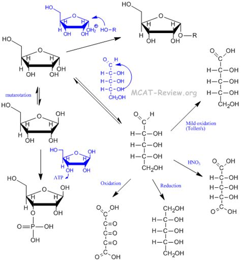 Carbohydrates Biological Molecules Mcat Review