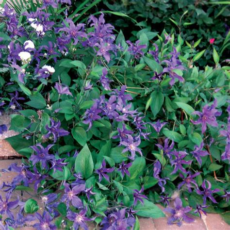 Maybe you would like to learn more about one of these? Sapphire Indigo ™ Clematis - FineGardening
