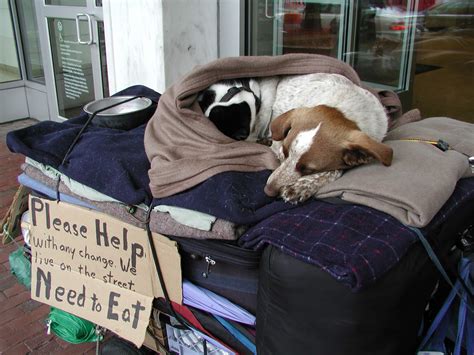 Free Clinics Charitable Funds Are Lifelines For Pets Of The Homeless