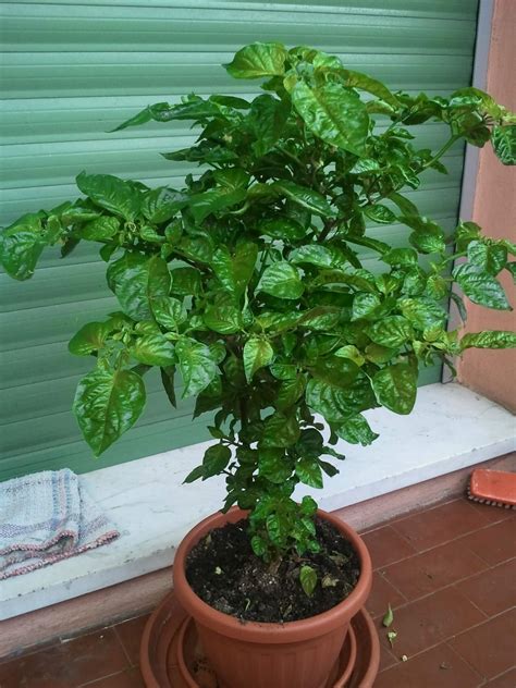 L'errore più frequente, che col tempo danneggia la pianta, è quello di lasciarla nel vaso iniziale, aggiungendo. Cosa fare in caso di foglie gialle, scolorite, punte ...