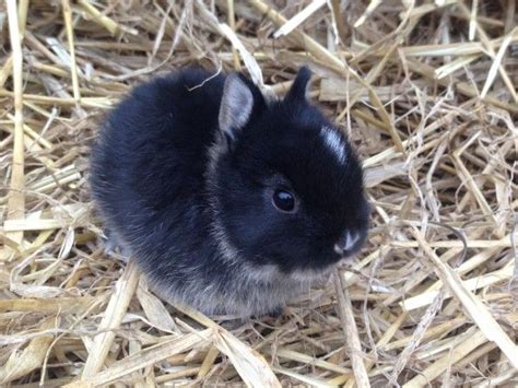 Diskutiere baby kaninchen 6 wochen. Baby Kaninchen Kaufen Berlin