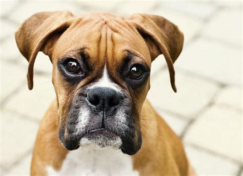 Boxer Puppy Photograph By Jody Trappe Photography