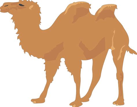 Free Bactrian Camel Camel Vectors Pixabay