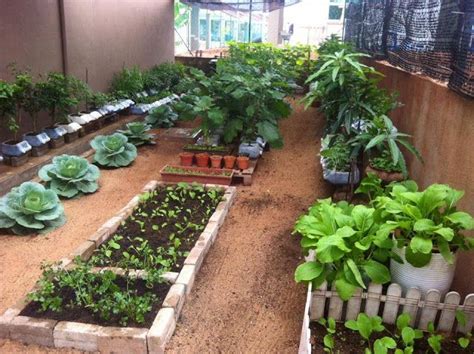 22 Gambar Inspirasi Kebun Sayur Belakang Rumah Garden Plants