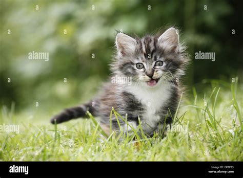 Norwegian Forest Kitten Stock Photo Alamy