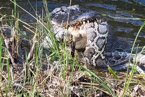 Rare Picture Shows Shocking Moment Alligator Eats A Huge Python As It