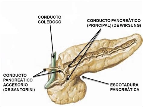 Anatomía E Histología De El Pancreas Histología Anatomía Anatomía