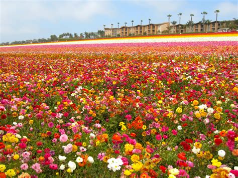 The Flower Fields In Carlsbad California Absolutely Gorgeous Put It