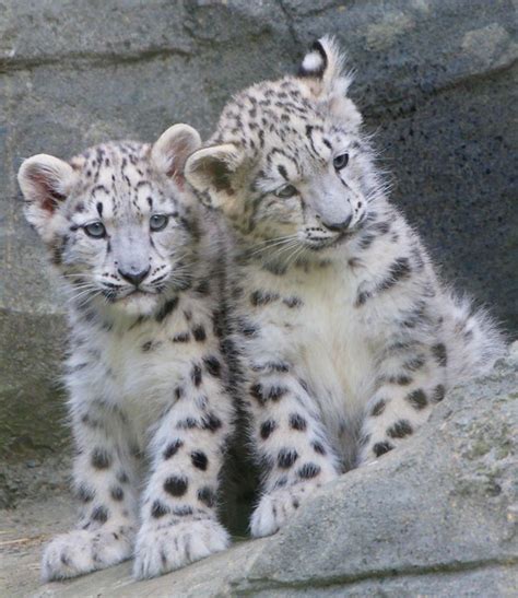 4baby Snow Leopards At Marwell Flickr Photo Sharing