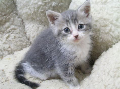 Toronto Adopt A Pet: Kittens!