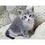 Toronto Adopt A Pet Kittens