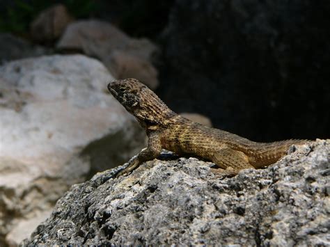 Cuban Curly Tailed Lizard 2 Free Photo Download Freeimages