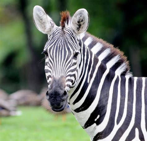 Where Does Zebras Come From Habitat Watch 2 Zebras Habitat Zebras