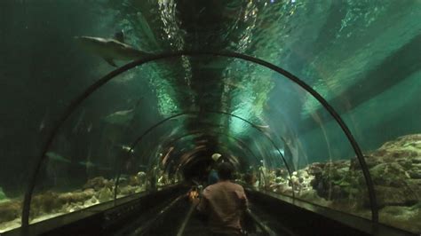 Shark Encounter Seaworld Orlando Hd 1080p Youtube