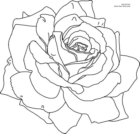 Rose Outline Realistic Drawing Rose With Thorns Outline Images Roses