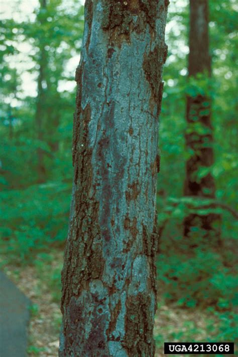 Hypoxylon Canker Of Oak Biscogniauxia Atropunctata Atropunctata On