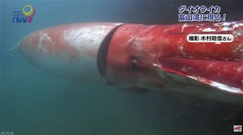 300 x 310 gif 25 кб. Sea Monster: Giant squid could reach a staggering 20 meters in length, study finds — RT Viral