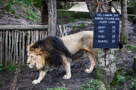 Shut By Coronavirus London Zoo Seeks Donations To Safeguard Animals
