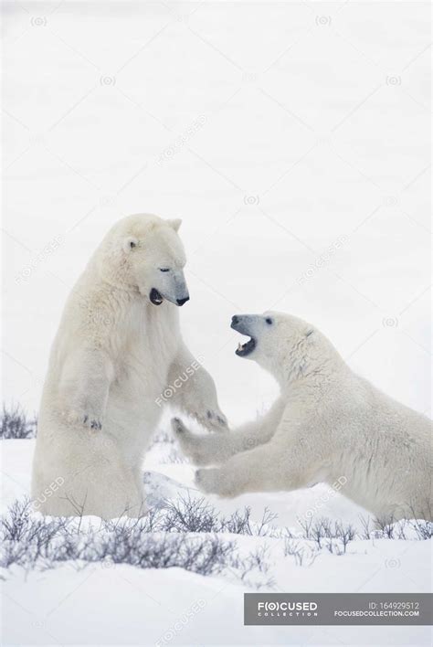 Two Polar Bears Play Fighting — Predators Vertical Stock Photo