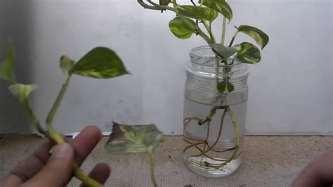 We did not find results for: How To Grow Money Plant Into Water | How To Care Money Plant (Urdu/Hindi) - YouTube