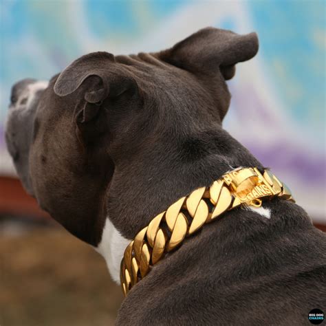 A New Era Of Unique Dog Collars Big Dog Chains Big Dog Chains
