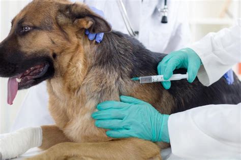 The Importance Of Pet Vaccination