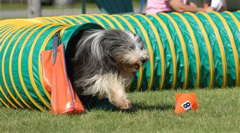 Dog Agility: Look at the grins on each of their faces! They love it ...