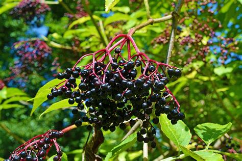 Elderberry How To Plant Grow Care For Elderberries Fine Garden Tips