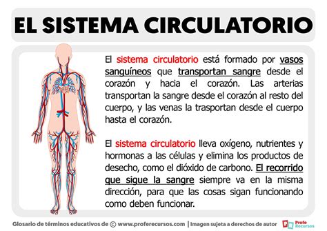 Curiosidades Sobre O Sistema Circulatório