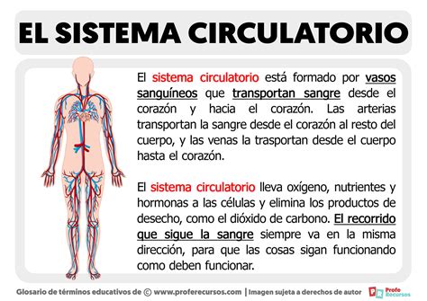 ¿qué Es El Sistema Circulatorio