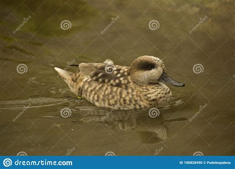 The Marbled Duck Marbled Teal Marmaronetta Angustirostris Stock Photo
