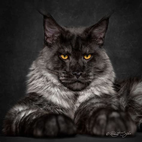 Most smoke cats are found in purebreds and rarely in domestic mixes. 7 Rare and Beautiful Cat Colors - Meowingtons