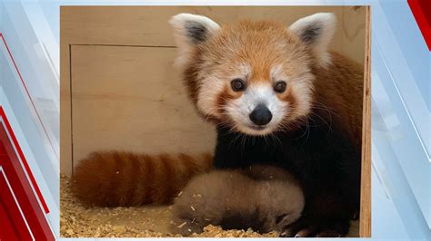 Okc Zoo Announces Birth Of 2 Red Pandas Asks For Publics Helping