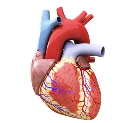 The Human Heart External And Internal Structure Online Science Notes