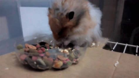 Hamster Was Shocked By Fart Youtube