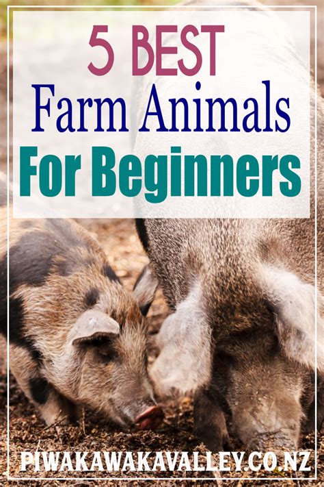 The 5 Best Farm Animals For Beginners To Raise If You Are Looking To