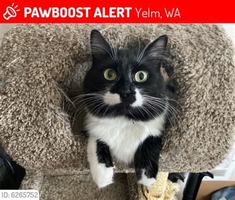 Lost Male Cat In Yelm Wa 98597 Named Panda Id 6265752 Pawboost