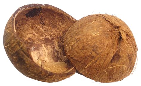 Coconut Shell Png Image Purepng Free Transparent Cc0 Png Image Library